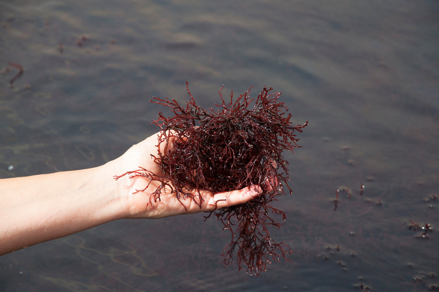 Benefits of Red Algae for Skin