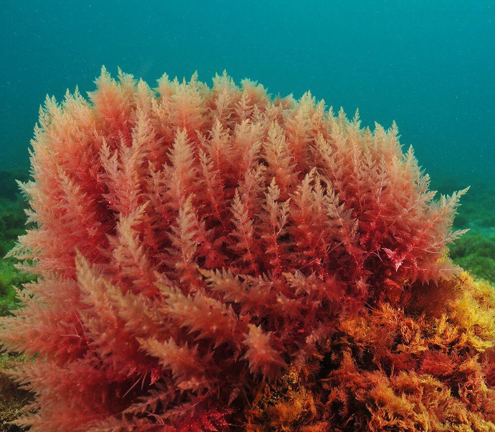 Gem Obsession: Algae