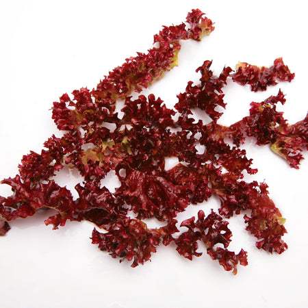 Is Red Algae (Astaxanthin) Good for You?