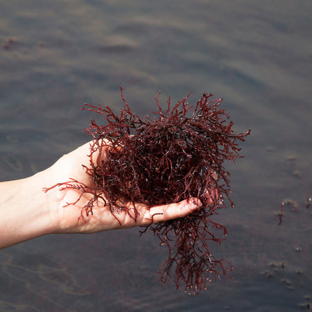 Benefits of Red Algae for Skin