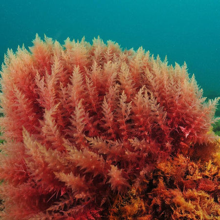Gem Obsession: Algae