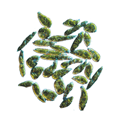 Beta-Glucan_Transparent.png