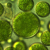 Beta glucan