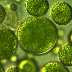 Beta glucan