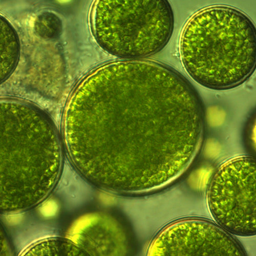 Beta glucan