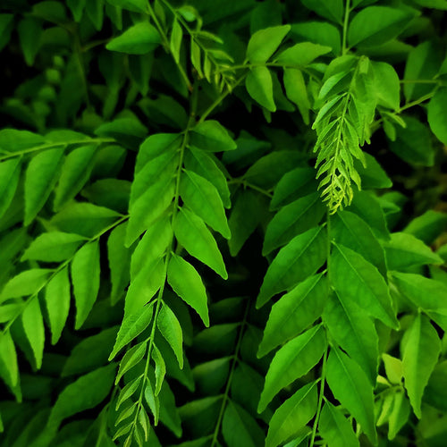 Curry leaves