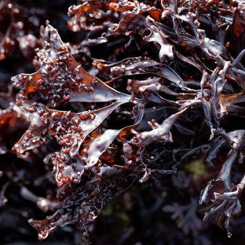 Red algae