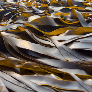 Kelp