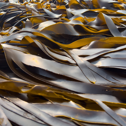 Kelp